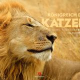 Königreich der Katzen Kalender 2026 | Löwe, Tiger, Luchs & Co | Bildstarker Tierkalender im großen Querformat (54x42 cm) | Raubkatzen in ihrem Habitat