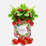 Konserve Bahçem Çilek Fide Yetiştirme Kiti (6'Li Paket)