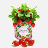 Konserve Bahçem Çilek Fide Yetiştirme Kiti (7'Li Paket)