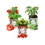 Konserve Bahçem Çilek + Salatalık + Domates Yetiştirme Kiti 3 Adet