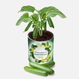 Konserve Bahçem Salatalık Fide Yetiştirme Kiti (6'Li Paket)