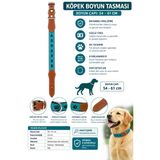 Köpek Boyun Tasması 54-61 Cm Pati Desenli Deri Uçlu Metal Tokalı - Turkuaz Kahverengi