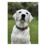 Köpek Boyun Tasması Ayarlanabilir Küçük, Orta, Büyük ve Çok Büyük Irk 2,5 cm Genişlik Deri