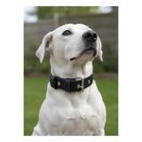 Köpek Boyun Tasması Ayarlanabilir Küçük, Orta, Büyük ve Çok Büyük Irk 3 cm Genişlik Deri