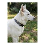 Köpek Boyun Tasması Ayarlanabilir Küçük, Orta ve Büyük Irk 2,5 cm Genişlik Kot