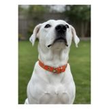 Köpek Boyun Tasması Ayarlanabilir Minik & Küçük, Orta ve Büyük Irk 1,5 cm Genişlik Deri