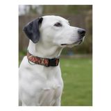Köpek Boyun Tasması Ayarlanabilir Minik, Küçük, Orta ve Büyük Irk 2,5 cm Genişlik Kolon Kordon
