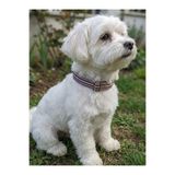 Köpek Boyun Tasması Ayarlanabilir Minik & Küçük ve Orta & Büyük Irk Kolon Kordon Çok Renkli