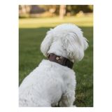 Köpek Boyun Tasması Ayarlanabilir Minik & Küçük ve Orta & Büyük Irk Kolon Kordon Koyu Kahverengi