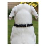 Köpek Boyun Tasması Ayarlanabilir Orta, Büyük & Çok Büyük Irk 1,5 cm Genişlik Deri
