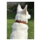 Köpek Boyun Tasması Ayarlanabilir Orta ve Büyük Irk 3 cm Genişlik Deri