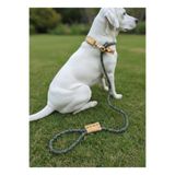 Köpek Gezdirme Kayışı & Boyun Tasması Tek Ürün 12 cm Çap İskoto Halat (Sarı & Siyah, Tek ebat)