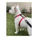 Köpek Göğüs Tasması H Tipi Minik & Küçük Irk Ayarlamalı 1,5 cm Genişlik Kordon Kırmızı & Siyah