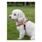 Köpek Göğüs Tasması Küçük ve Orta Irk Ayarlamalı 1,5 cm Genişlik Kolon Kordon Turuncu & Siyah