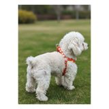 Köpek Göğüs Tasması Küçük ve Orta Irk Ayarlamalı 1,5 cm Genişlik Kolon Kordon Turuncu