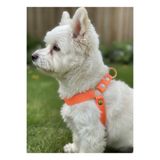 Köpek Göğüs Tasması Minik ve Küçük Irk Ayarlamalı 1,5 cm Genişlik Kolon Kordon Fosforlu Turuncu