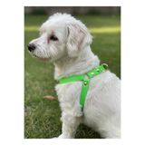Köpek Göğüs Tasması Minik ve Küçük Irk Ayarlamalı 1,5 cm Genişlik Kolon Kordon Fosforlu Yeşil