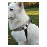 Köpek Göğüs Tasması Orta Irk Ayarlamalı Kolon Kordon Kum & Siyah