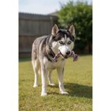 Köpek Isırma Oyuncağı Diş Kaşıma Çiğneme Kemirme Halatı Çekiştirme At Getir Oyun Kaşıyıcı Stres İpi (Bordo-Pembe-Mavi)