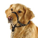 Köpek Kafası Yaka, Yürüyüşteki Köpekler için Çekme Yok Eğitim Aracı, Ücretsiz Eğitim Kılavuzu Dahil, 5 (XL, Siyah)