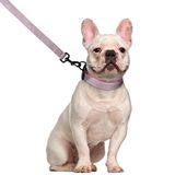 Köpek Koşum Tasması 5ft Tasma Kaka Çanta Tutucu Seti, Reflektörlü Ayarlanabilir Çekmesiz Köpek Yelek Koşum Emniyet Kilidi Kolay Kontrol Kolu, Küçük Orta Büyük Köpekler için 2 adet (Kabarcık