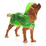 Köpek Küçük ve Orta Irk Yağmurluk Otso Şeffaf Yeşil