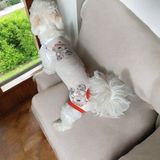 Köpek Regl Külotu ,dişi Köpek Regl Zıbın Külot, Dişi Köpek Periyot Külotu - Kahve - Krem