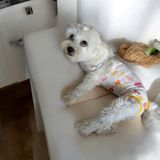 Köpek Regl Külotu ,dişi Köpek Regl Zıbın Külot, Dişi Köpek Periyot Külotu - Sarı