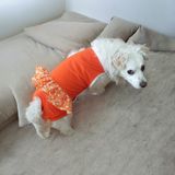 Köpek Regl Külotu ,dişi Köpek Regl Zıbın Külot, Dişi Köpek Periyot Külotu - Turuncu