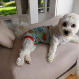 Köpek Regl Külotu , Dişi Köpek Regl Zıbın Külot - Yeşil - Turuncu - m