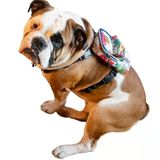 Köpek Sırt Çantası – 2’Si 1 Arada Göğüs Tasması Fonksiyonlu, Su Geçirmez, Ayarlanabilir, Küçük & Büyük Irklar İçin,Travel, Çantalı Göğüs Tasmas, Small