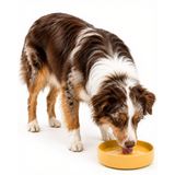 Köpek Su Kasesi Dökülmez - Premium Silikon, Vantuzlu Dökülmeye Dayanıklı Köpek Su Kasesi, Uç Yok Su Kasesi, Köpek Kaseleri Orta Boy Köpek, Kedi Su Kasesi, (Bal, Orta Köpek Kasesi).