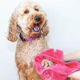 Köpekler için Paws-up Pati Temizleme Havlusu çamuru giderir Kir Çim Kum alerjenleri Makinede Yıkanabilir Mikrofiber Hızlı Kuruyan Köpek Banyo Havlusu için de Harika, Kontrol için İki El Cepli 64,8 cm