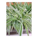 Kordela Kurdele Çiçeği (Chlorophytum) Fidanı 10-20 Cm