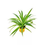 Kordele Kurdele Çiçeği Fidanı Chlorophytum 10-20 Cm
