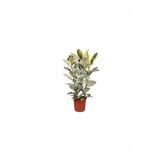 körfezgardens Alacalı Kauçuk Çiçeği Fidanı 90-110 cm Saksılı