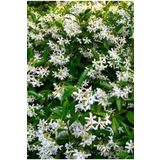 körfezgardens Arap Yasemini 1. Sınıf 100 Cm - 120 Cm