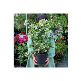 körfezgardens Arap Yasemini Bol Kokulu 30-32 cm Boy, Saksılı