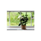 körfezgardens Arap Yasemini Bol Kokulu 30 cm Boy, Saksılı