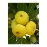 körfezgardens Aydın Sarı Lop Incir Fidanı 3 Yaş 60-90 cm