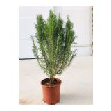 körfezgardens Biberiye Fidanı Büyük Boy (kuş Dili) Saksılı (5.5 Litre) Biberiye Fidanı, Saksıda ,kuşdili