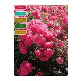 körfezgardens Gül Fidanı Pembe Peyzaj Gülü Rosa floribunda Bad Birnbach, İTHAL, 20-30 cm tüplü