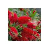 körfezgardens KÖRFEZDEN Fırça Çalısı Çiçeği Fidanı 30-60 CM ARASI