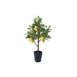 körfezgardens Limon ağacı Bodur yediveren mayer 50 cm boy saksılı