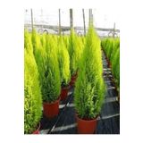 körfezgardens Limon Çamı Limoni Servi 2 Yaşında Fidan 30-35 Cm Boy limoncam1