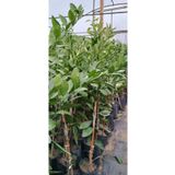 körfezgardens Mandalina Satsuma 3 Yaş Aşılı Mandalina Fidanı
