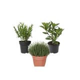 körfezgardens Muhteşem Mutfak Baharat Seti 3 lu BİBERİYE KEKİK DEFNE