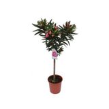 körfezgardens Pembe Zakkum Çiçeği 50 Cm