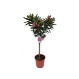 körfezgardens Pembe Zakkum Çiçeği 65 cm Saksılı