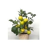 körfezgardens Saksılı Tam Bodur Limon ağacı